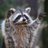 ElRacoonn