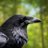 G_Corbeau