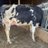 Julien_Gascon47
