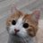 LeChatOrange01