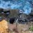 Nebeya_
