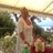 Nicollejahne