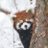 Pandoux_01