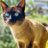 PostBadAnimal2