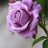 Rose_Thyrrel
