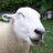 SheepoLeMouton