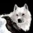 Wolverain_chi25