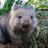 Wombat_standing