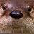 loutre_lampe